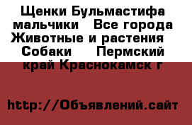 Щенки Бульмастифа мальчики - Все города Животные и растения » Собаки   . Пермский край,Краснокамск г.